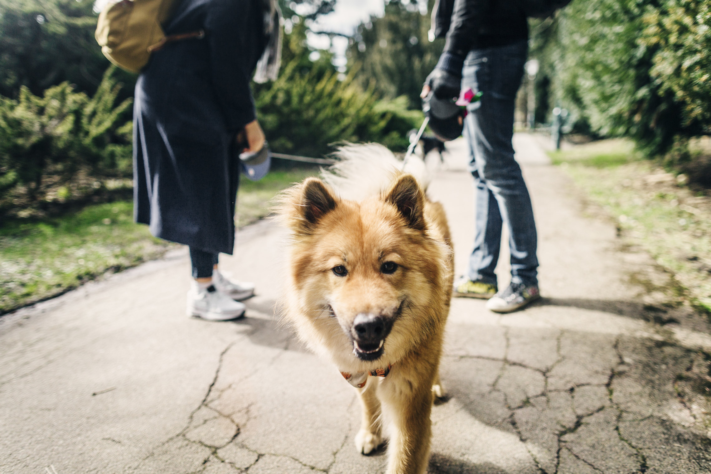 This German dog leash has what it takes