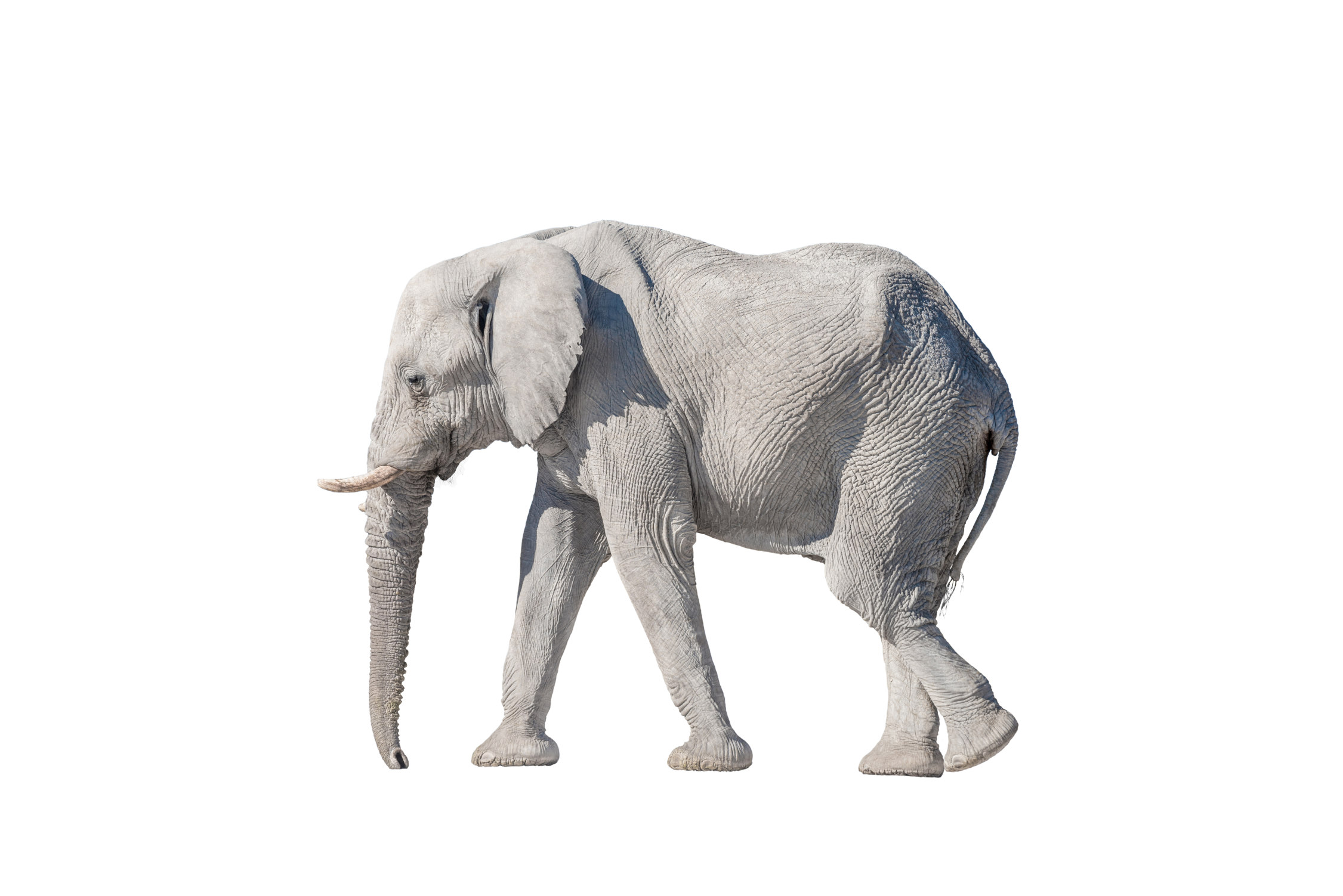 What is a White Elephant?
